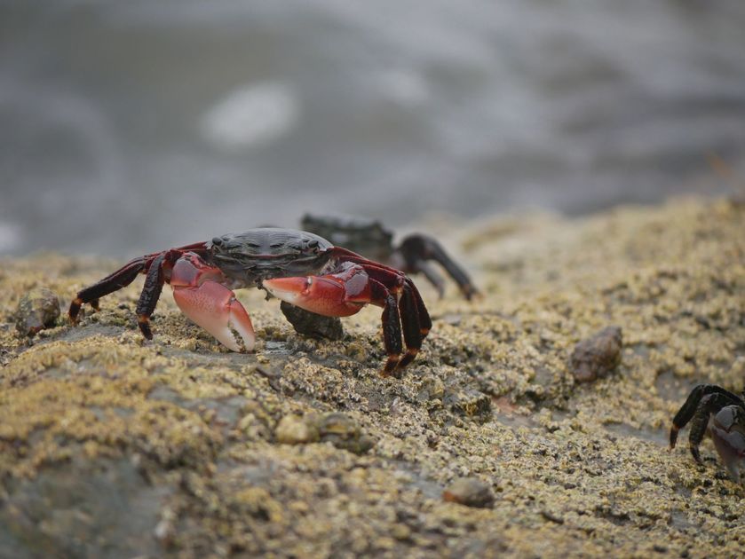 Balao preparó la ensalada de cangrejo más grande del Guayas