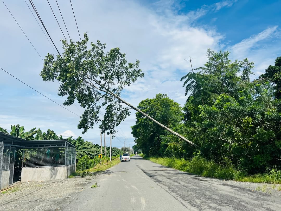 Caída de árbol bloquea vía Balao-Tenguel y obliga a circular con precaución